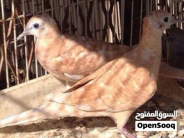 جميع التفاصيل في الاعلان