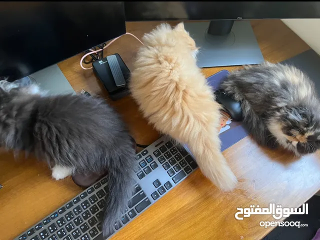 Persian /exotic kittens for sale