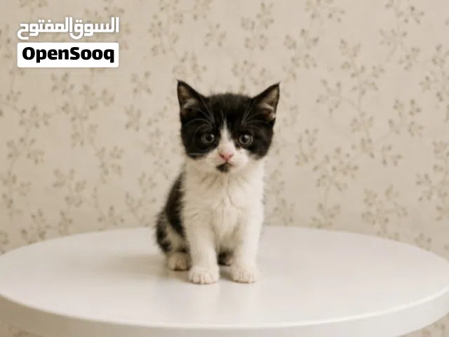 Kitten قط بيرشن