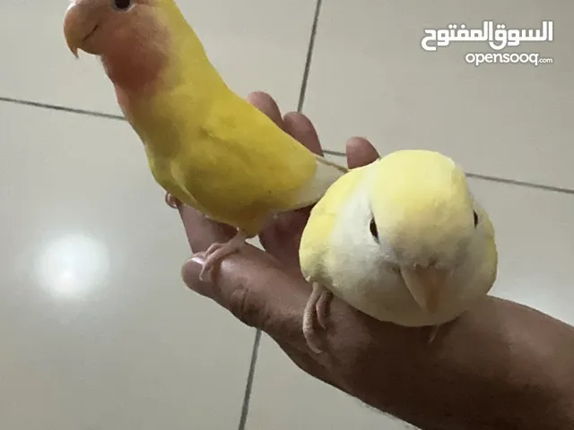 Two lovely birds 300 aed