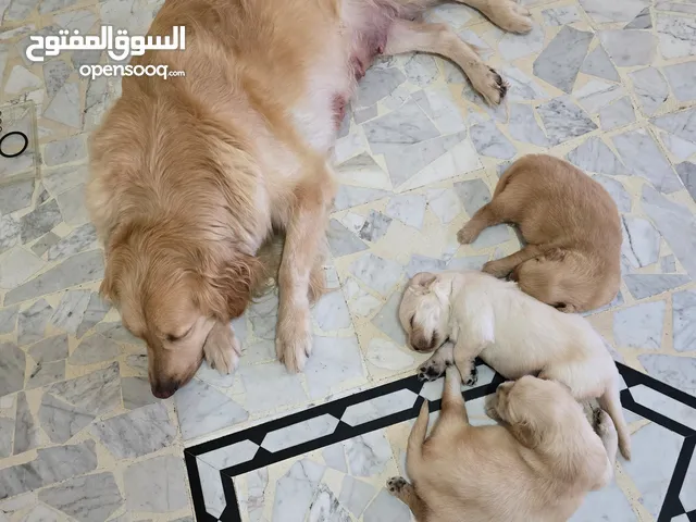 جراء غولدن نوع اوروبي افضل الانواع