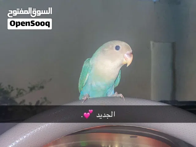 اللبيع روز الطير الليف