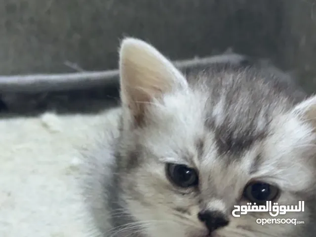 male   and mini kittens 5  british