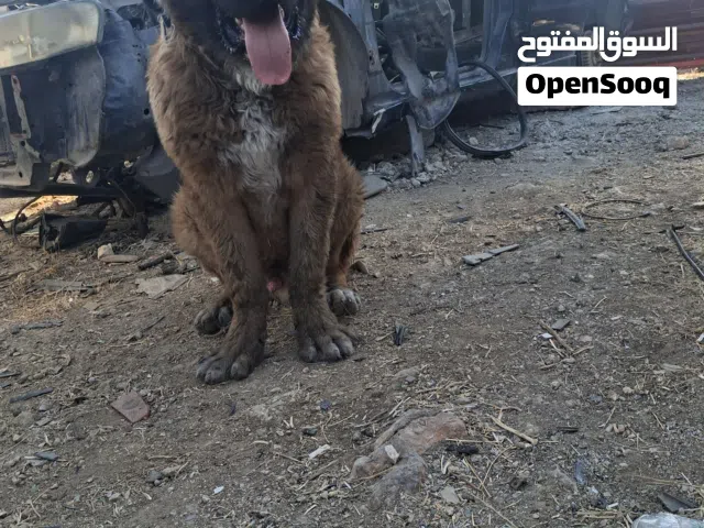 كلب قوقازي عمر 6 أشهر