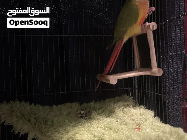 كنيور اناناس 400