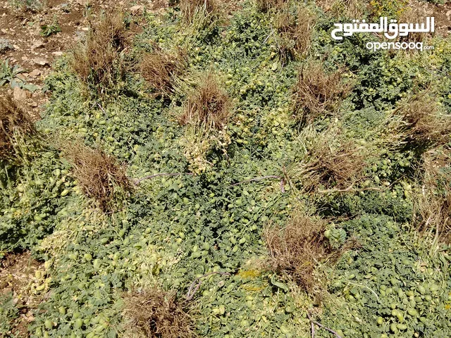 يوجد لدينا حمص مكسيكي حبة كبيرة ويوجد لدينا كميات كبيرة