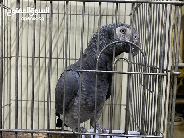 للبيع تيمنا تتكلم وهاديه