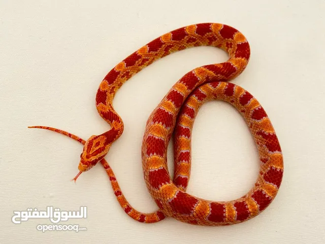 Amelanistic Albino Corn Snake