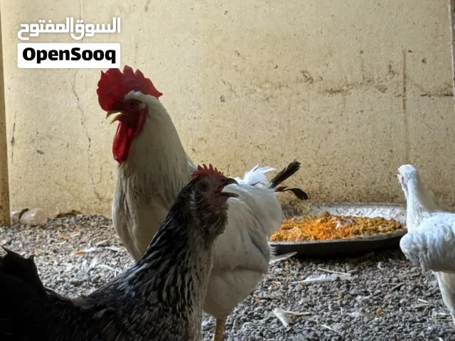 ديك كولمبي للبيع
