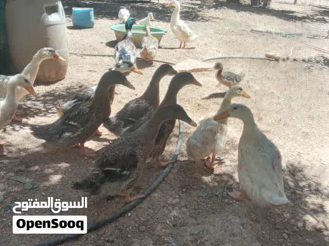 بط بصحه جيده للبيع ع وجه بيض السعر للحبه 5 دينار نهائي