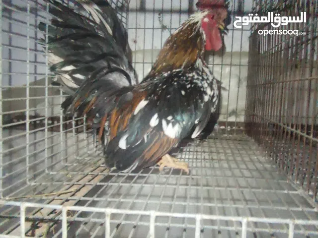 متوفر زوز فراريج كيني هجين علئ سراما سعر فروج وحده بي150 وتني بي120 دجاج بي 100