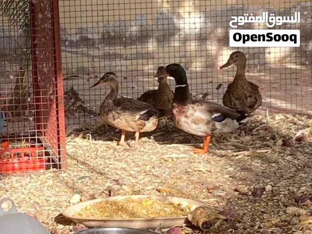بط بري خصيري ممتازات ذكر و3ايناث تو يبيضن