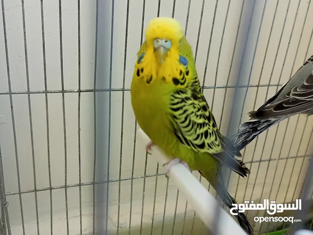 جوز حب انجليزي بسعررر مغري 35 دينار من الاخر