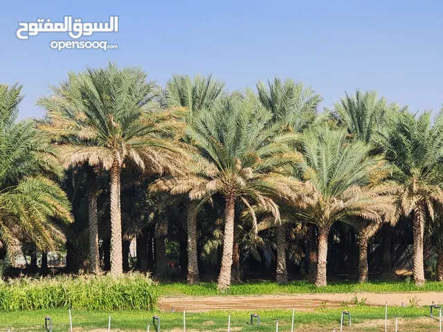 2 Bedrooms Farms for Sale in Al Dhahirah Ibri
