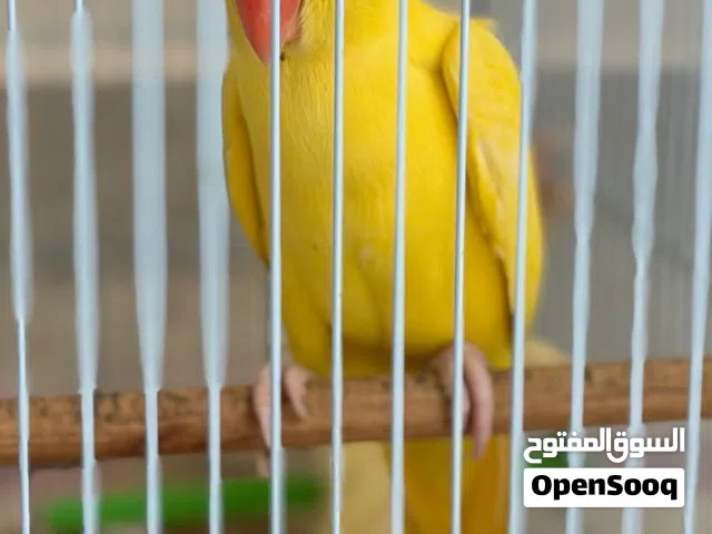 درة اصفر العدد 2 سعر الحبه 100 ريال