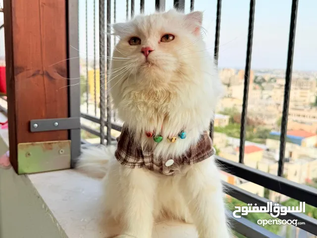 قط سكوتش فولد مميز منزلي