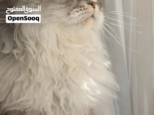 قط للبيع مع مستلزماته