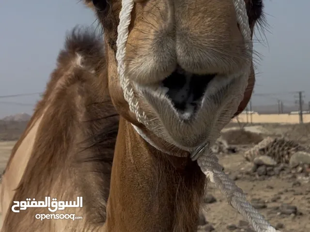 للبيع بكره وتصلح قليصه