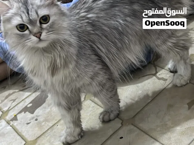 هملايا كتن للتبني عمر 8 اشهر نضيفه وملقحه