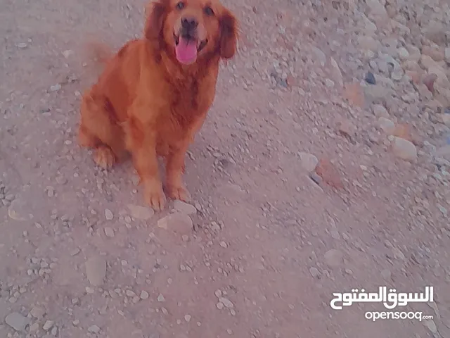 أنثى جولدن حايل الها 3 ايام سعر حرق