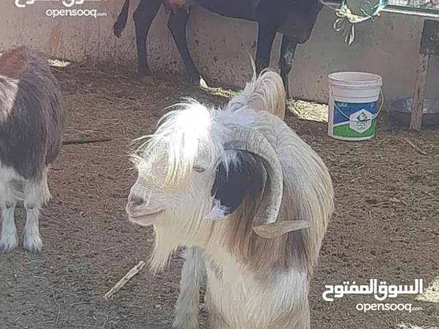 مطلوب فحل رحبي بسعر مناسب