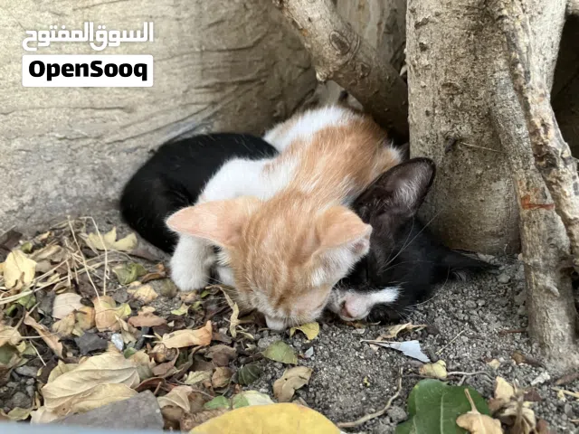 قطين حلوين للتبني