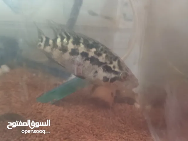 3 سمك جاكور