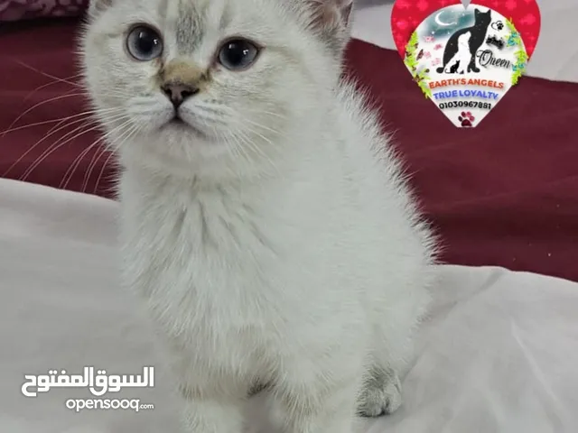 قطة أنثى سكوتش سترايت كيتن Scottish Fold