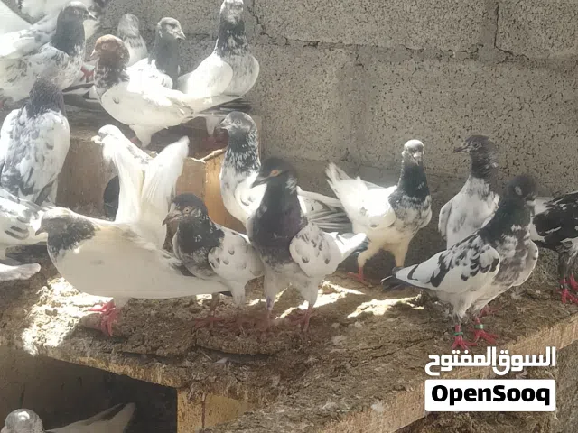 حمام باكستاني أصيل