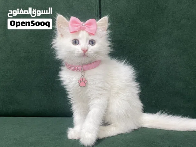 كتن شيرازي