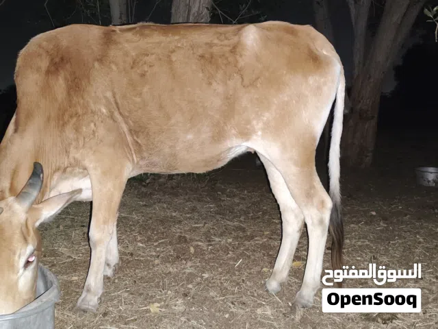 بقرة للبيع والده مرتين