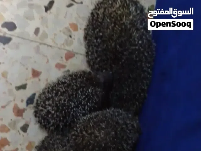 قنفذ ذكر وأنثى واثنين صغار