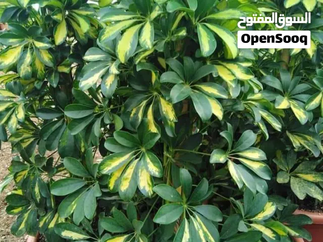 مؤسسة الشواهد لتنسيق الحدائق وانشاء المزارع