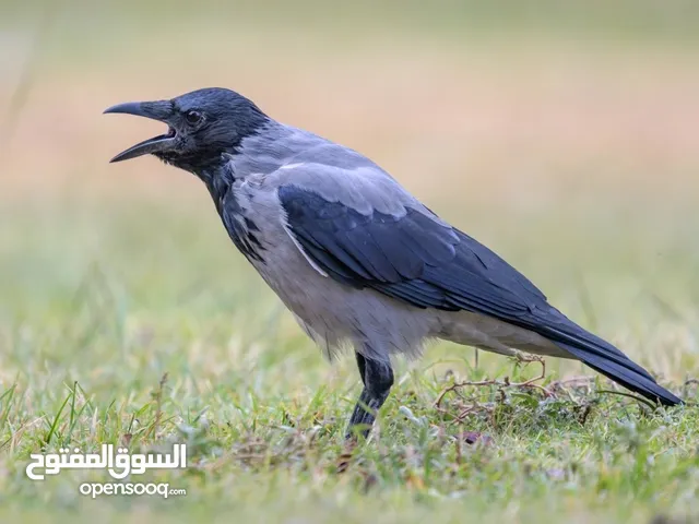 مطلوب غراب اليف يُفضل يكون فرخ