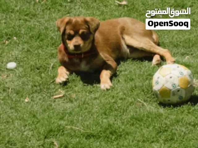 كلب شويوا فرنساوي للبيع