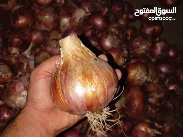 بصل محلي للبيع