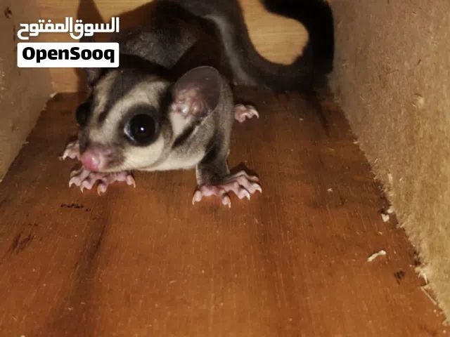 أنثى سنجاب الطائر