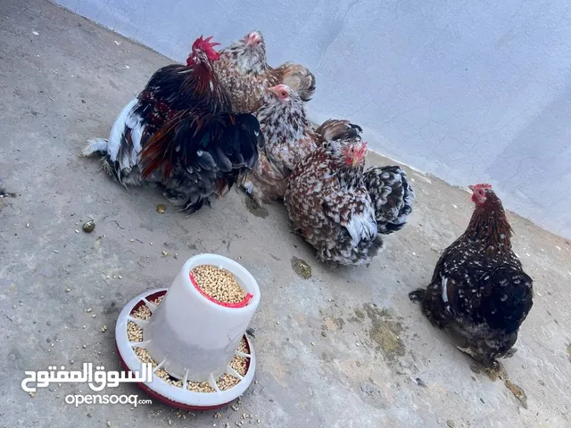 متوفر بيض استرالي من هدي الامهات بضمانه .