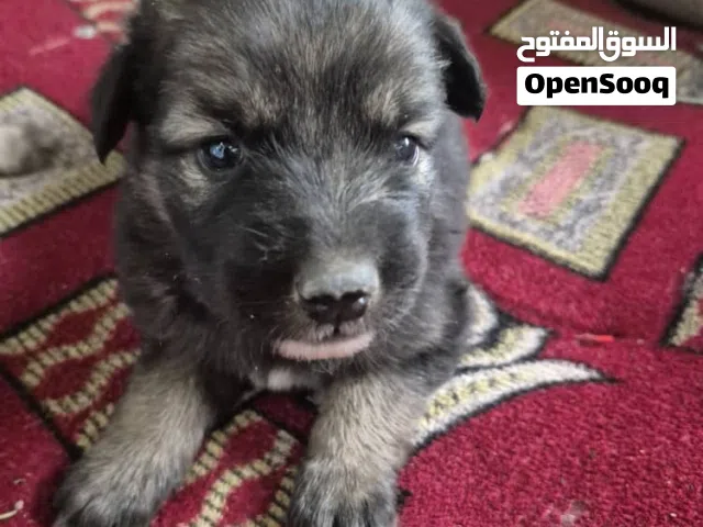 جراوي جيرمان حلوين للبيع 6 اصابع اصل