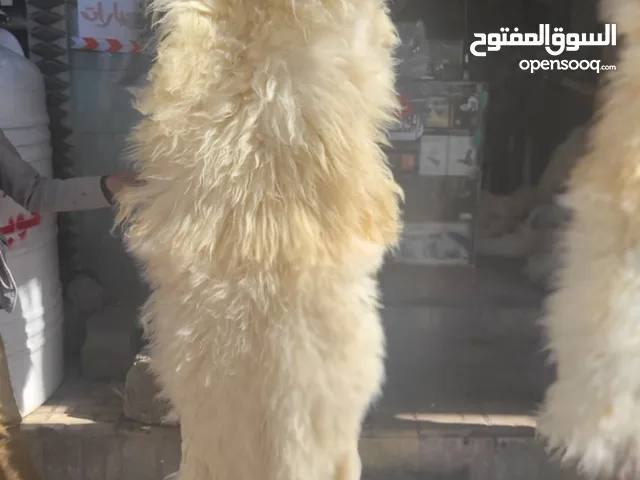 فروات جلد طبيعي سوري رقم واحد شعر كثيف ومقاسات كبيره