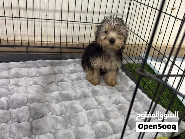 نثية يورك شاير مواليد شهر 11 مطعمة وتربية بيت