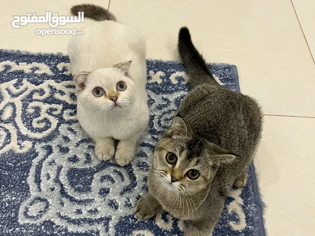 قطط سكوتش فولد للبيع
