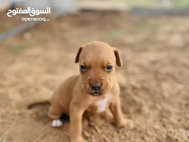 ذكر بيتبولً للبيع أو افاري
