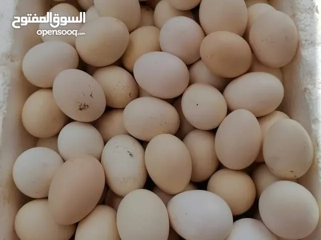 بيض بلدي مخصب  للبيع _   متوفر حاليا 120 بيضة