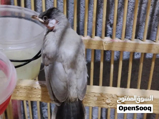 بلابل عراقيات تك على 25 مكاني ابو خصيب طريق صحراء