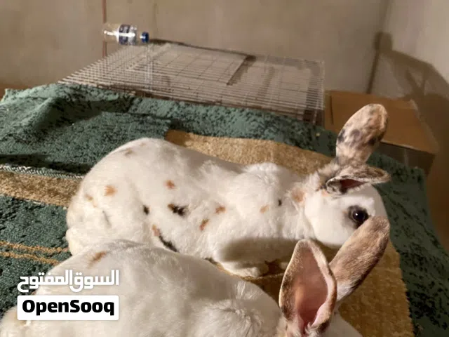 ارانب ركس للبيع