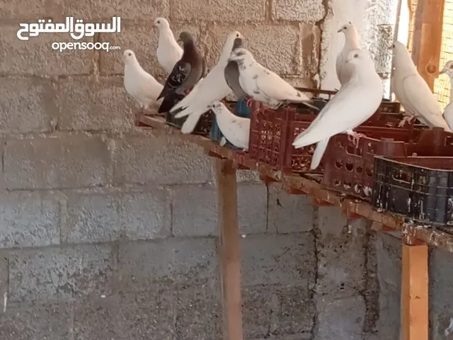 حمام لاحم . احجام متفاوته. العدد 50