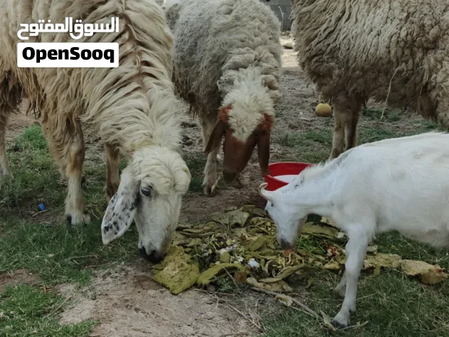 أغنام للبيع الوصف مهم