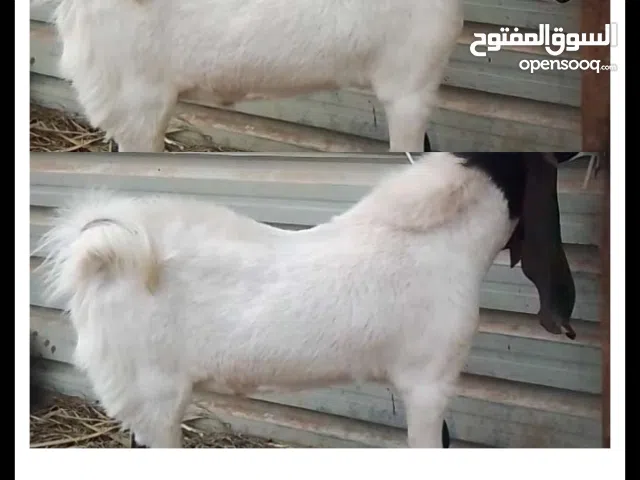 ماعز افغاني