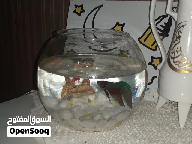 حوته للبيع اقرا الوصف